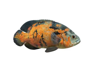 Fish Collection 3D model shop