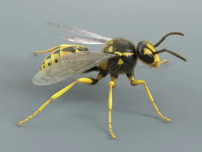  Wasp Vespula Vulgaris Xgen 