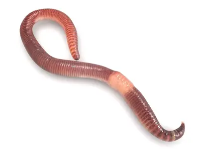 Earthworm 3D model buy