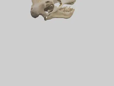 Kangaroo Jawbone Low-poly 3D model