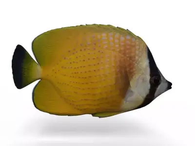 Butterfly fish Low-poly 3D model purchase