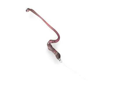 Hookworm 3D model