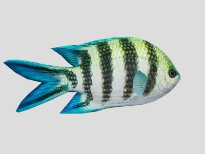 sergeant fish Low-poly 3D model purchase