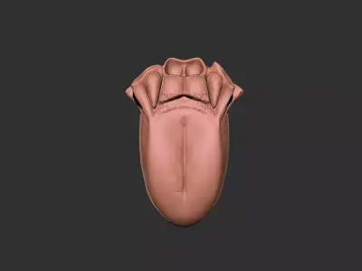 tongue human anatomy organ 3D print model