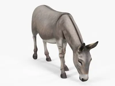  Rural Donkey Grazing Pose 