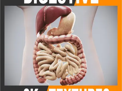 Human Female Digestive Anatomy 3D model