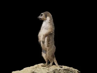 Meerkat Rigged Blender 3D model