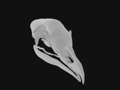 Turkey skull 3D model