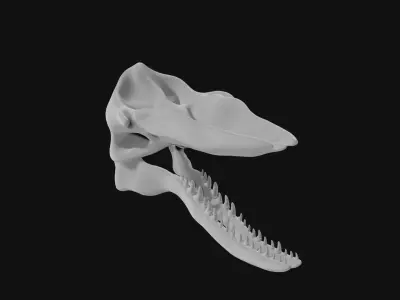 Sperm whale skull 3D model purchase