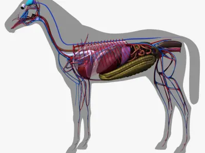  Horse Anatomy 