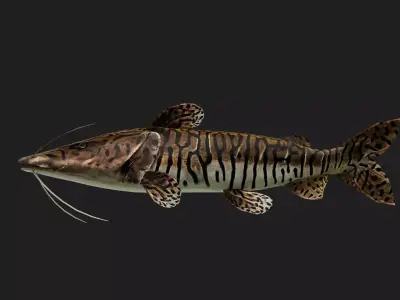 Catfish Low-poly 3D model shop