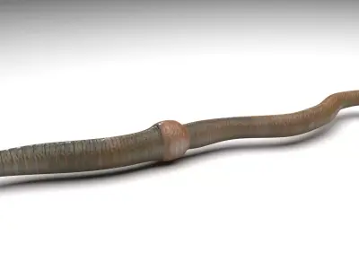 Earthworm 3D model purchase