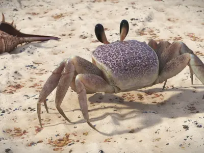  Ghost Crab Crustacean Moving Pose Pink Beige 