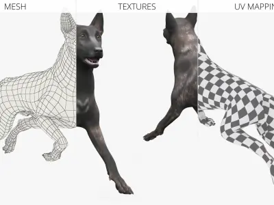  Dog Dutch Shepherd Running Pose 