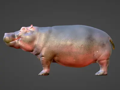 Hippo - Rigged  Low-poly 3D model