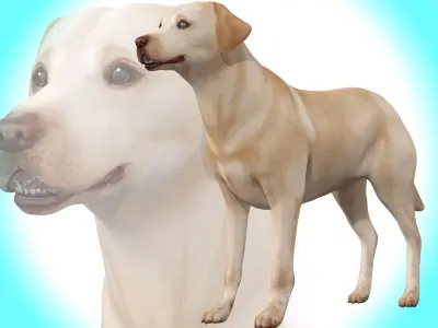Dog - Labrador Retriever Rig 3D model purchase