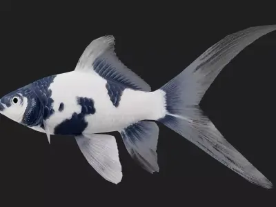 Carp fish Low-poly 3D model