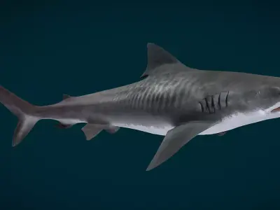 Realistic Tiger Shark Animated 3D model
