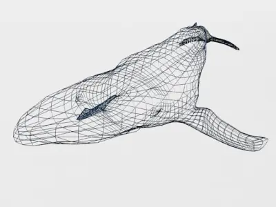 Fin Whale Low-poly 3D model