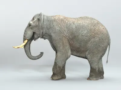  Elephant RIGGED  buy