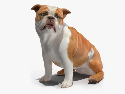 Bulldog Rigged for Cinema 4D 3D model
