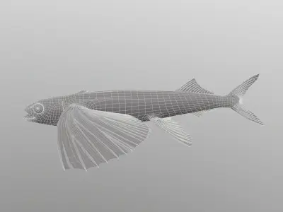 Exocoetidae flying fish 3D model