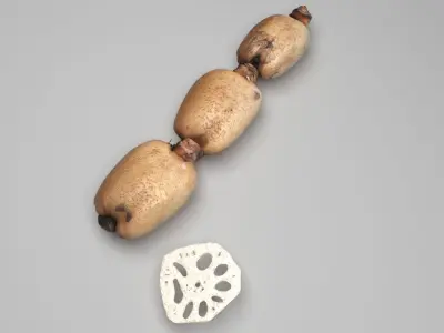 Lotus Root 3D model