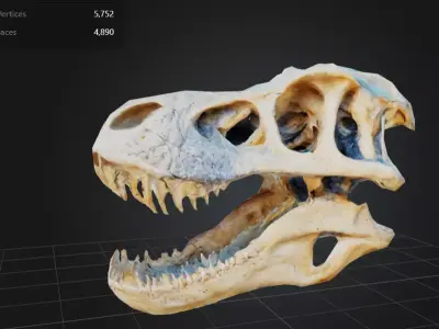 FREE T-Rex Skull Free low-poly 3D model