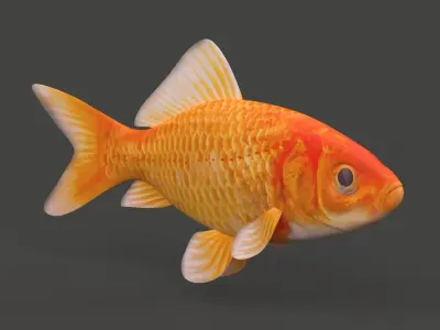 Gold Fish 3D model get