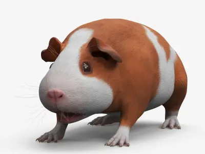  Smooth Coat Guinea Pig Brown White 