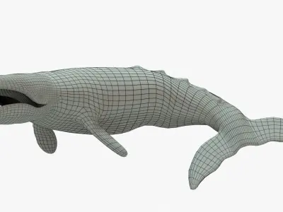 Gray Whale Rigged Basemesh Low-poly 3D model