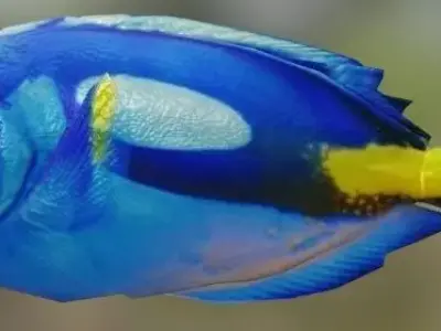 Dory Fish 3D model