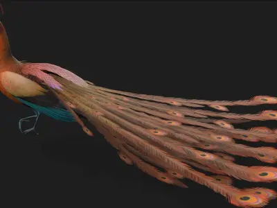 Peacock A4 3D model
