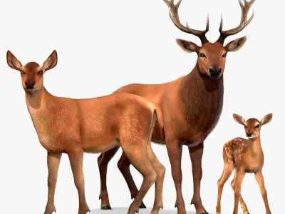 Red Deer Family 3D model