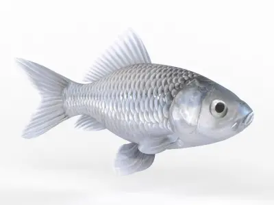 Fish Model 3D model purchase