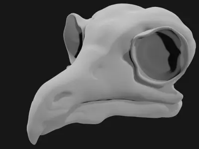 Owl skull 3D model