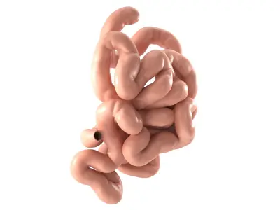  Small Intestine PBR 