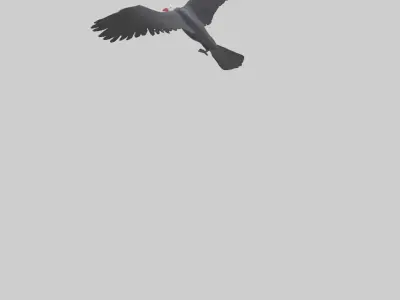 Frigatebird soaring model 3D model