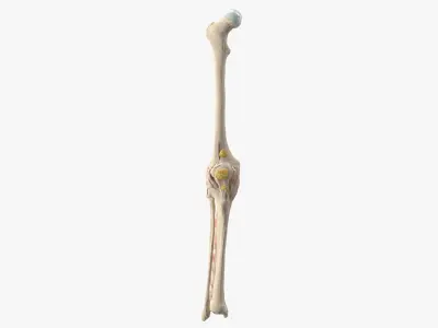 Human Knee Bone Set 3D model
