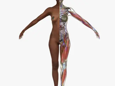 Ultimate Complete African American Anatomy 3D model purchase 3D model