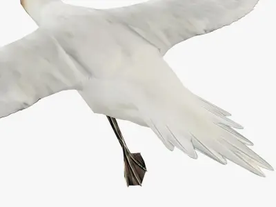 Gannet 3D model