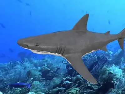 Great White Shark Low-poly 3D model 5