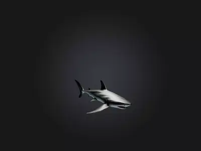 Realistic Shark Model Low-poly 3D model