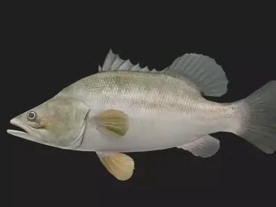 Bass fish Low-poly 3D model 4