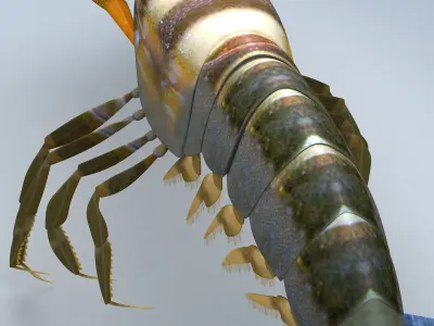Alpheidae Pistol Shrimp Low-poly 3D model