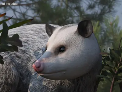  Opossum in Standing Pose 