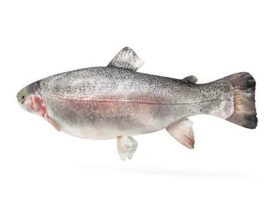 Fish Trout 3D model purchase