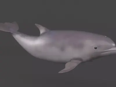 Dolphin 3D model 2