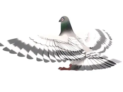 Pigeon 3D Model with wings spread 3D model