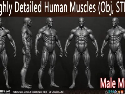 Highly Detailed Human Male Muscles Low-poly 3D model purchase